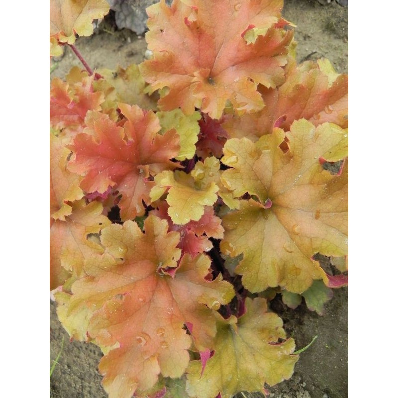 żurawka ogrodowa (Heuchera x hybrida) Marmalade- Świat bylin - sklep internetowy