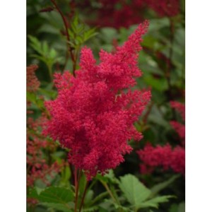 tawułka japońska (Astilbe japonica) Montgomery- Świat bylin - sklep internetowy