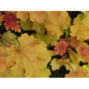 żurawka ogrodowa (Heuchera x hybrida) Marmalade- Świat bylin - sklep internetowy
