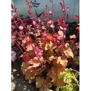 żurawka ogrodowa (Heuchera x hybrida) Marmalade- Świat bylin - sklep internetowy