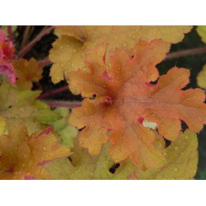 żurawka ogrodowa (Heuchera x hybrida) Marmalade- Świat bylin - sklep internetowy