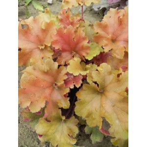 żurawka ogrodowa (Heuchera x hybrida) Marmalade- Świat bylin - sklep internetowy