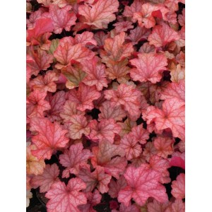 żurawka ogrodowa (Heuchera x hybrida) Paprika- Świat bylin - sklep internetowy
