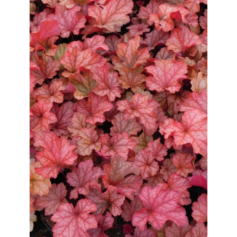 żurawka ogrodowa (Heuchera x hybrida) Paprika- Świat bylin - sklep internetowy
