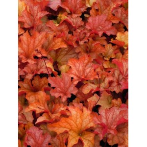 żurawka ogrodowa (Heuchera x hybrida) Paprika- Świat bylin - sklep internetowy