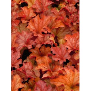 żurawka ogrodowa (Heuchera x hybrida) Paprika- Świat bylin - sklep internetowy