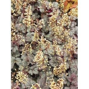 żurawka ogrodowa (Heuchera x hybrida) Shanghai- Świat bylin - sklep internetowy