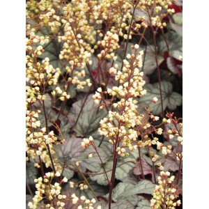 żurawka ogrodowa (Heuchera x hybrida) Shanghai- Świat bylin - sklep internetowy