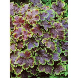 żuraweczka (Heucherella tiarelloides) Solar Eclipse- Świat bylin - sklep internetowy