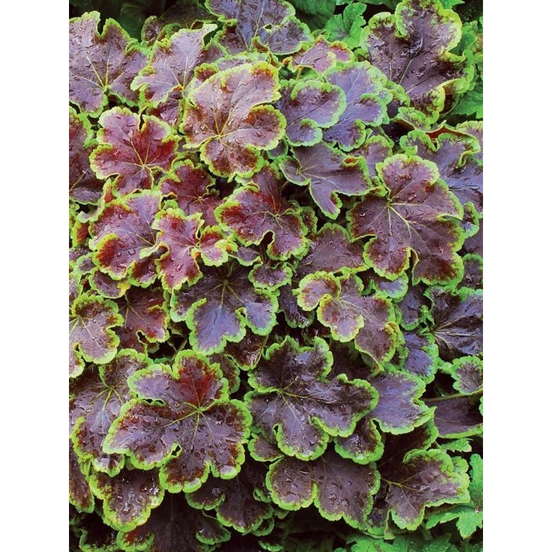 żuraweczka (Heucherella tiarelloides) Solar Eclipse- Świat bylin - sklep internetowy