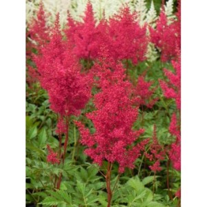tawułka japońska (Astilbe japonica) Montgomery- Świat bylin - sklep internetowy