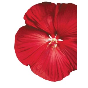ketmia bagienna (Hibiscus moscheutos) Luna F1 Red- Świat bylin - sklep internetowy