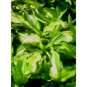 funkia falista (Hosta undulata) Mediovariegata- Świat bylin - sklep internetowy
