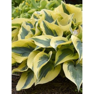 funkia ogrodowa (Hosta x hybrida) Autumn Frost- Świat bylin - sklep internetowy