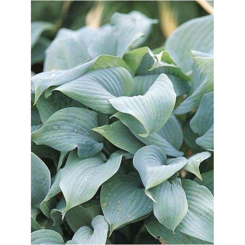 funkia ogrodowa (Hosta x hybrida) Fragrant Blue- Świat bylin - sklep internetowy