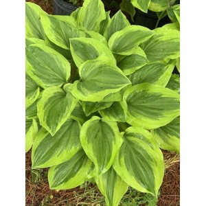 funkia ogrodowa (Hosta x hybrida) Golden Tiara- Świat bylin - sklep internetowy