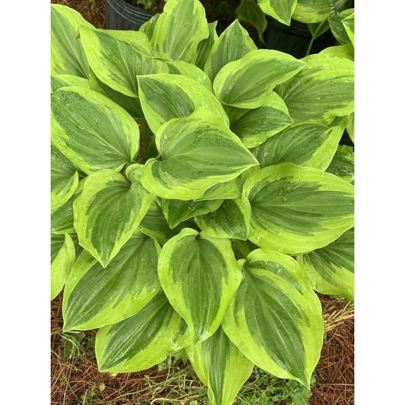 funkia ogrodowa (Hosta x hybrida) Golden Tiara- Świat bylin - sklep internetowy