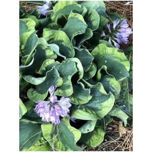 funkia ogrodowa (Hosta x hybrida) School Mouse- Świat bylin - sklep internetowy