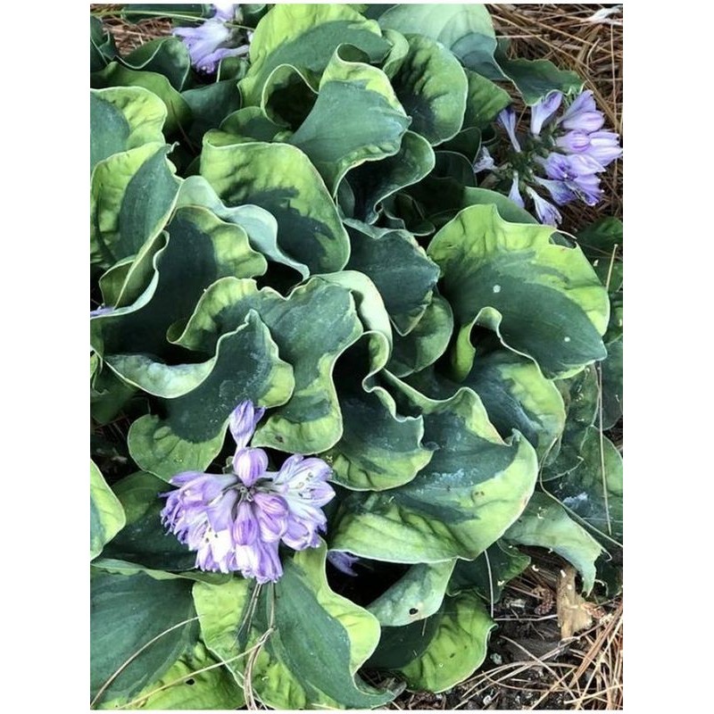 funkia ogrodowa (Hosta x hybrida) School Mouse- Świat bylin - sklep internetowy