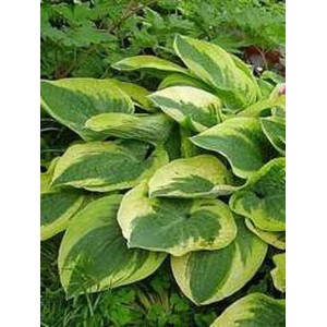 funkia ogrodowa (Hosta x hybrida) Wide Brim- Świat bylin - sklep internetowy