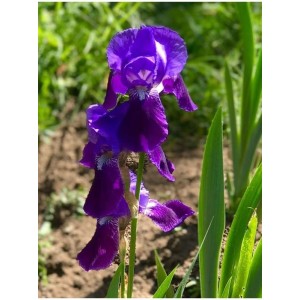 kosaciec bródkowy (Iris germanica) Eleonor Roosevelt- Świat bylin - sklep internetowy
