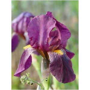 kosaciec bródkowy (Iris germanica) Sarah Elizabeth- Świat bylin - sklep internetowy