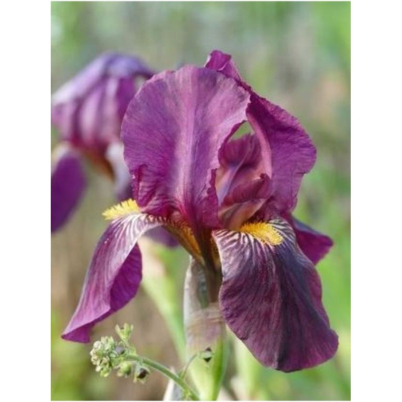 kosaciec bródkowy (Iris germanica) Sarah Elizabeth- Świat bylin - sklep internetowy