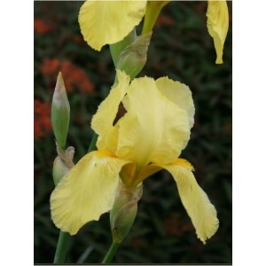 kosaciec bródkowy (Iris germanica) St. Crispin- Świat bylin - sklep internetowy