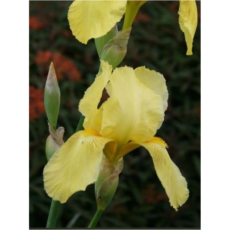 kosaciec bródkowy (Iris germanica) St. Crispin- Świat bylin - sklep internetowy