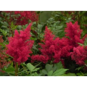 tawułka japońska (Astilbe japonica) Montgomery- Świat bylin - sklep internetowy