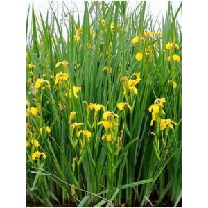 kosaciec żółty (Iris pseudacorus) - Świat bylin - sklep internetowy