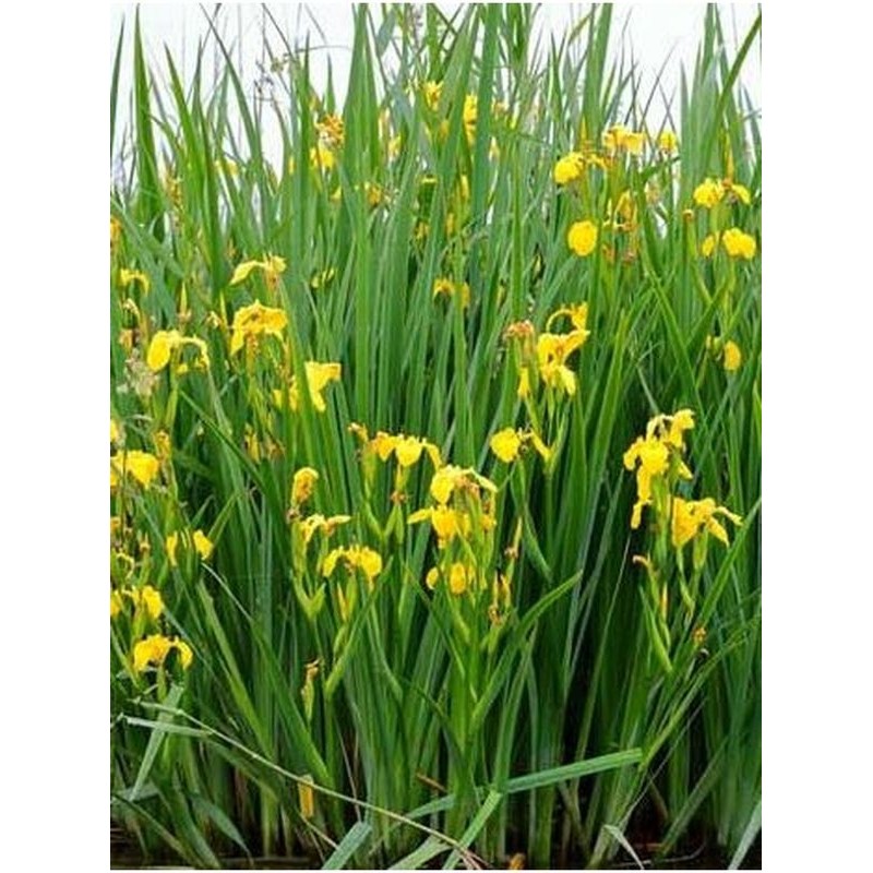 kosaciec żółty (Iris pseudacorus) - Świat bylin - sklep internetowy