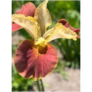 kosaciec syberyjski (Iris sibirica) Drink Your Tea- Świat bylin - sklep internetowy