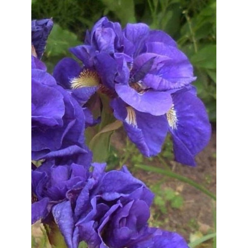 kosaciec syberyjski (Iris sibirica) Kabluey- Świat bylin - sklep internetowy