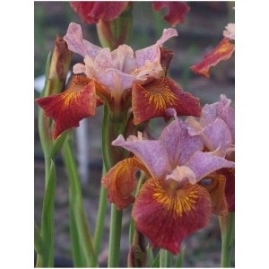 kosaciec syberyjski (Iris sibirica) Paprikash- Świat bylin - sklep internetowy