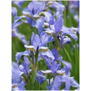 kosaciec syberyjski (Iris sibirica) Perry`s Blue- Świat bylin - sklep internetowy