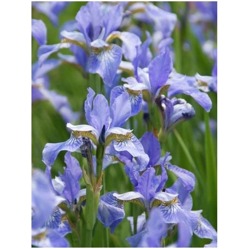 kosaciec syberyjski (Iris sibirica) Perry`s Blue- Świat bylin - sklep internetowy