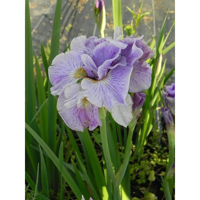 kosaciec syberyjski (Iris sibirica) Pink Parfait- Świat bylin - sklep internetowy