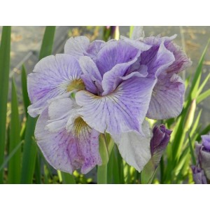 kosaciec syberyjski (Iris sibirica) Pink Parfait- Świat bylin - sklep internetowy