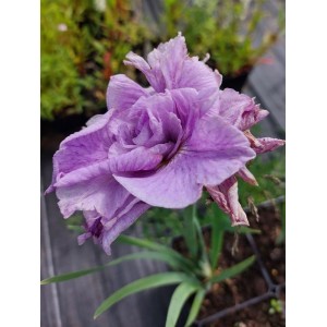 kosaciec syberyjski (Iris sibirica) Pink Parfait- Świat bylin - sklep internetowy