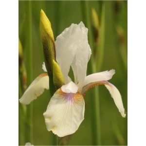 kosaciec syberyjski (Iris sibirica) Snow Prince- Świat bylin - sklep internetowy