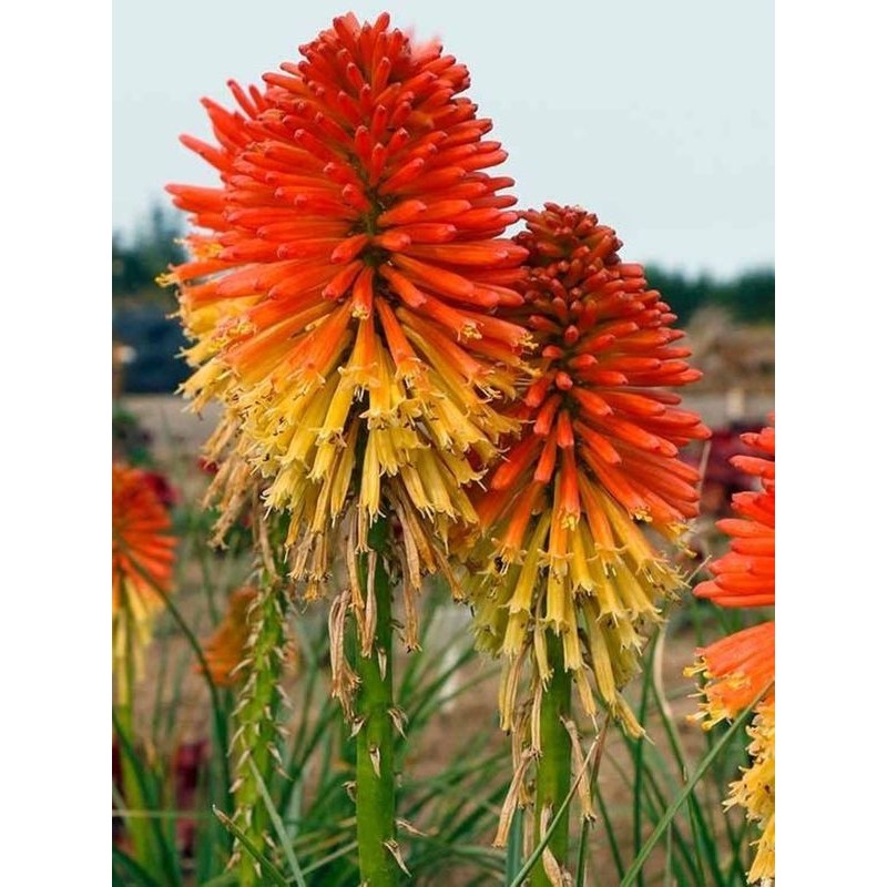 trytoma (Kniphofia) Poco Daybreak- Świat bylin - sklep internetowy