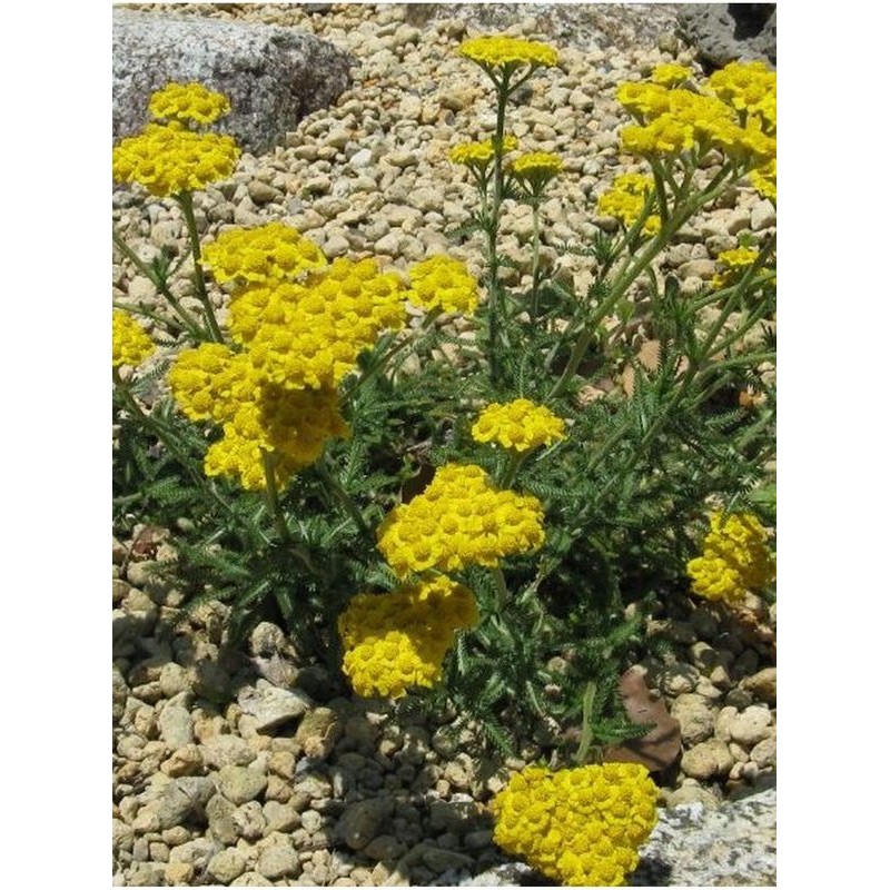 krwawnik wełnisty (Achillea tomentosa) Aurea- Świat bylin - sklep internetowy
