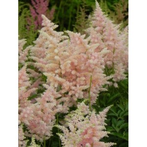 tawułka japońska (Astilbe japonica) Peach Blossom- Świat bylin - sklep internetowy