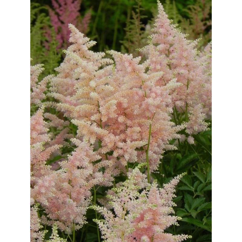 tawułka japońska (Astilbe japonica) Peach Blossom- Świat bylin - sklep internetowy