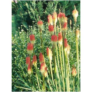 trytoma groniasta (Kniphofia uvaria) Royal Castle- Świat bylin - sklep internetowy