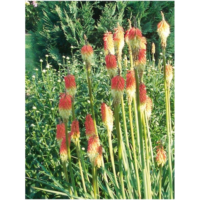 trytoma groniasta (Kniphofia uvaria) Royal Castle- Świat bylin - sklep internetowy