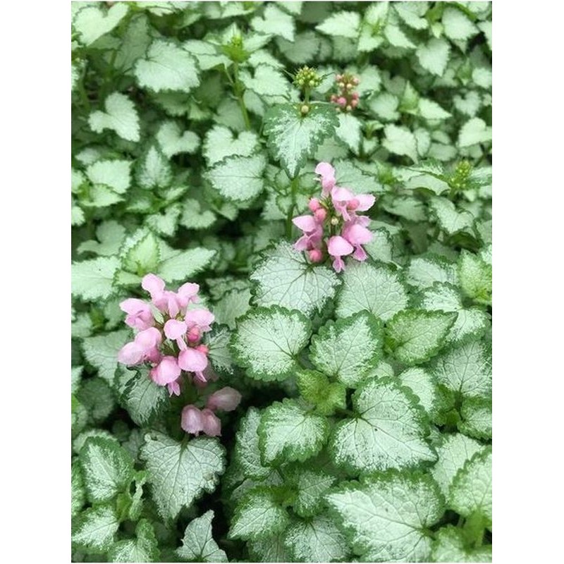 jasnota plamista (Lamium maculatum) Pink Pewter- Świat bylin - sklep internetowy
