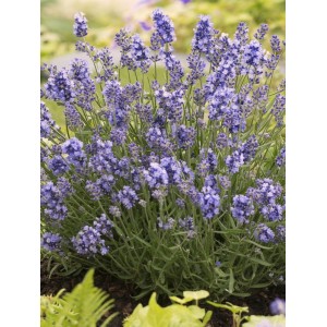 lawenda wąskolistna (Lavandula angustifolia) Essence Purple- Świat bylin - sklep internetowy
