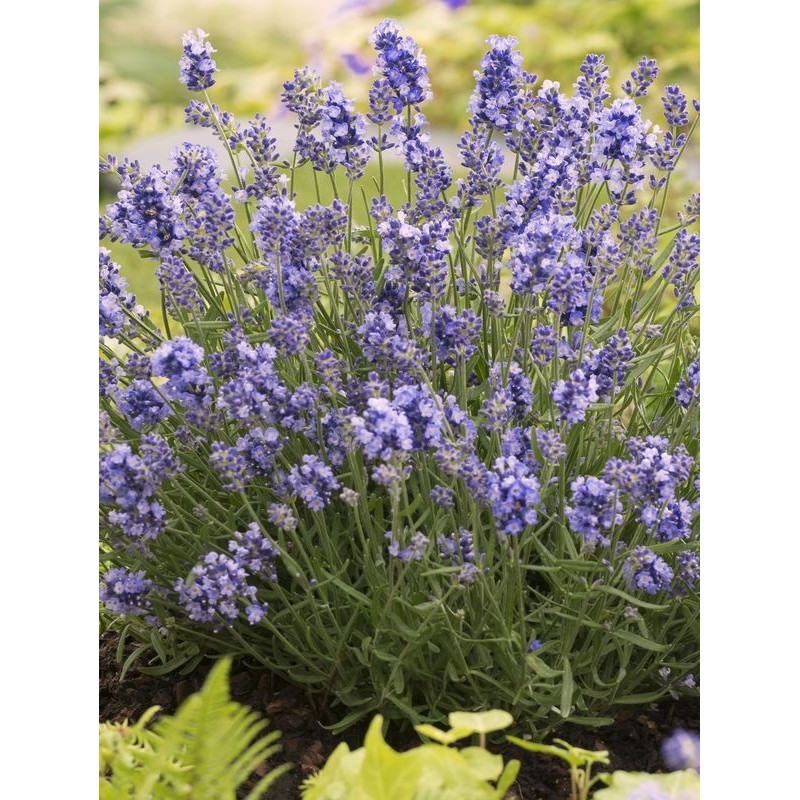 lawenda wąskolistna (Lavandula angustifolia) Essence Purple- Świat bylin - sklep internetowy